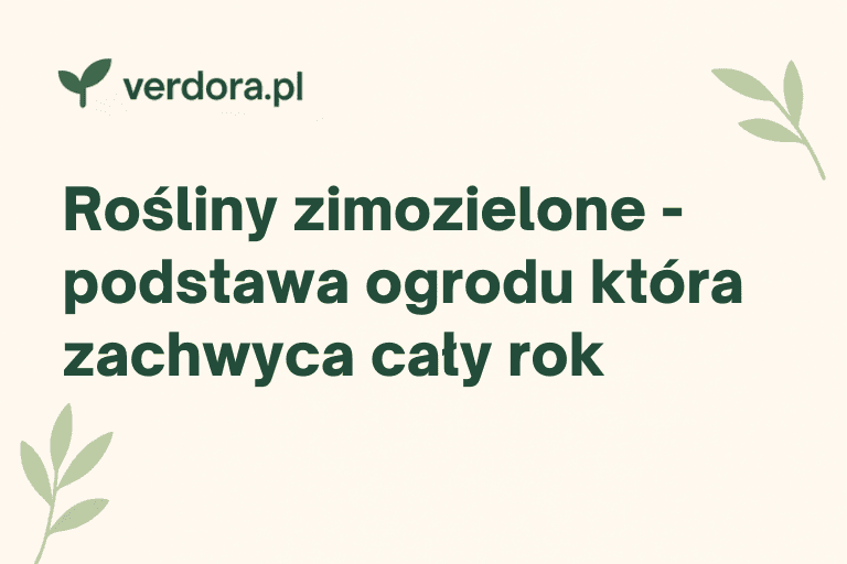 Rośliny zimozielone – podstawa ogrodu, który zachwyca przez cały rok. Co posadzić?